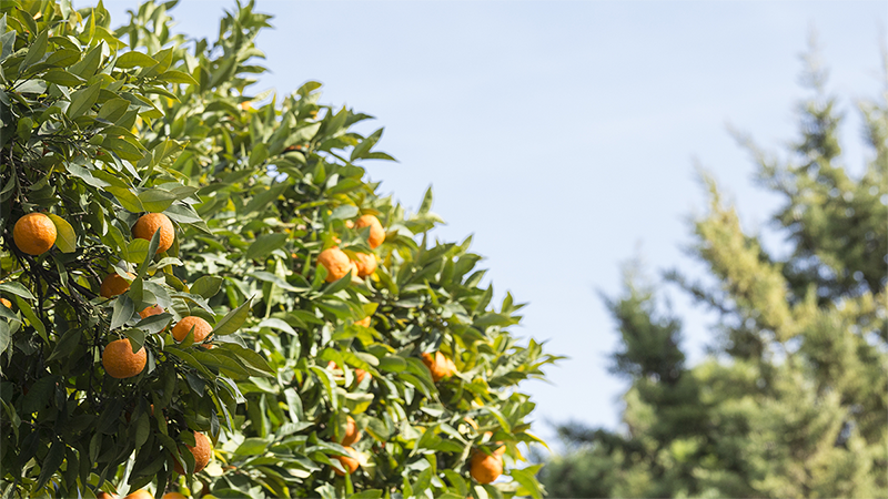 A citrus success story that used ProfilePrint's AI tools to help with quality control and verification